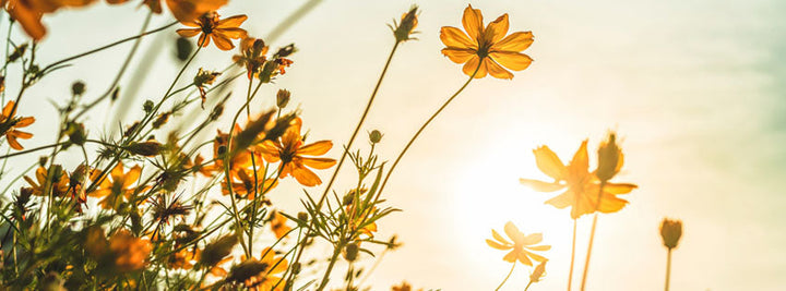 Commonly Asked Questions About Your Ayurvedic Cleanse