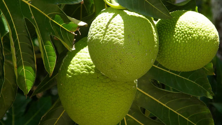 Ulu Hawaiian Breadfruit